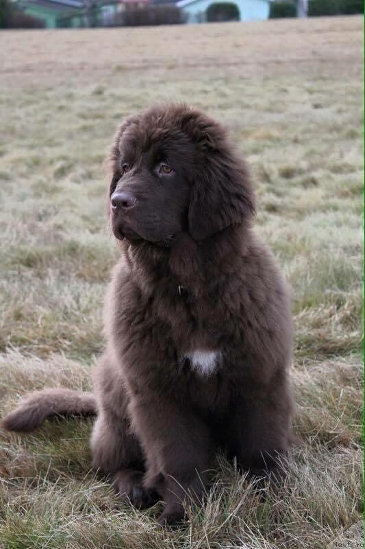 Фото: ньюфаундленд Фанньюф Аква-Марина (Funnewf Aqua-Marina)