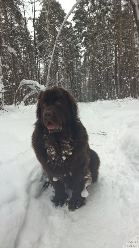 Фото: ньюфаундленд Браунблад МСК Жанара Хайя (Brownblood MSK Zhanara Haya)
