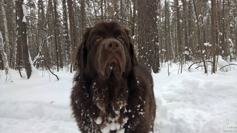 Фото: ньюфаундленд Браунблад МСК Жанара Хайя (Brownblood MSK Zhanara Haya)