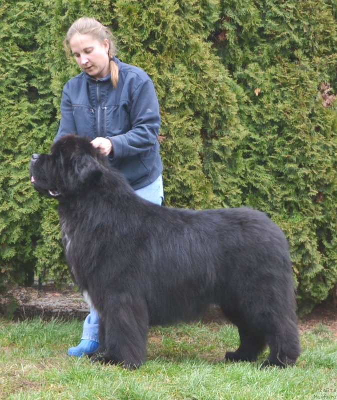 Фото: ньюфаундленд Likefather Like Son Midnight Bear