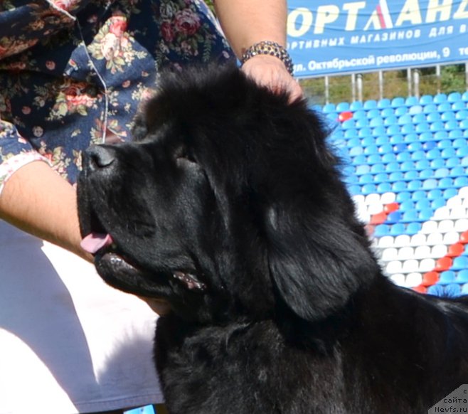 Фото: ньюфаундленд Newflame of Love Midnight Bear, Анастасия Заливако