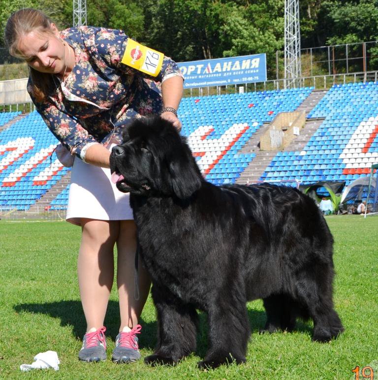 Фото: ньюфаундленд Newflame of Love Midnight Bear, Анастасия Заливако