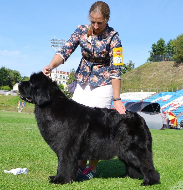 Фото: ньюфаундленд Newflame of Love Midnight Bear, Анастасия Заливако