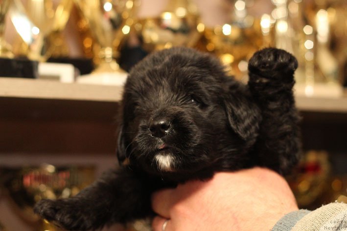 Фото: ньюфаундленд Золотой Запас с Берега Дона (Zolotoj Zapas s Berega Dona)