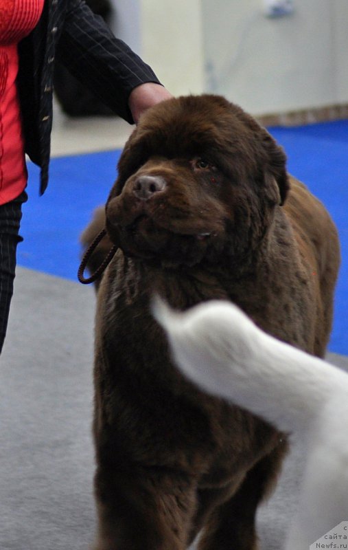 Фото: ньюфаундленд Плюшевая Панда Гиоргио Беуерлу Хиллс (Plushevaya Panda Giorgio Beuerlu Hills)