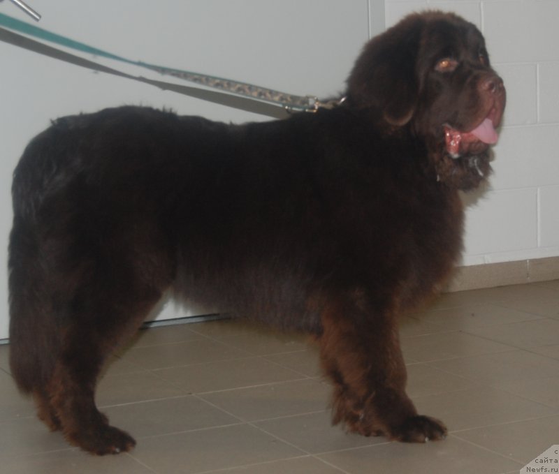 Фото: ньюфаундленд Браунблад МСК Жани Ошер (Brownblood MSK Zhani Osher)