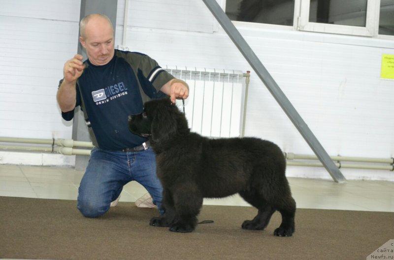 Фото: ньюфаундленд Никита Богатырь Империи (Nikita Bogatyr Imperii)