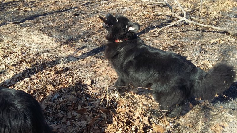 Фото: ньюфаундленд Несси Блэк с  Лесной Заимки