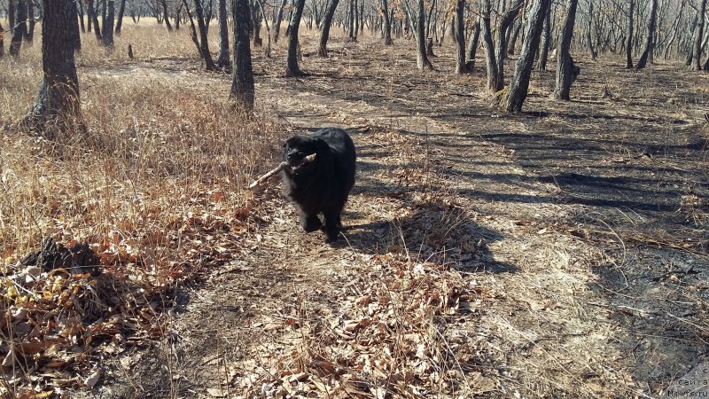 Фото: ньюфаундленд Несси Блэк с  Лесной Заимки