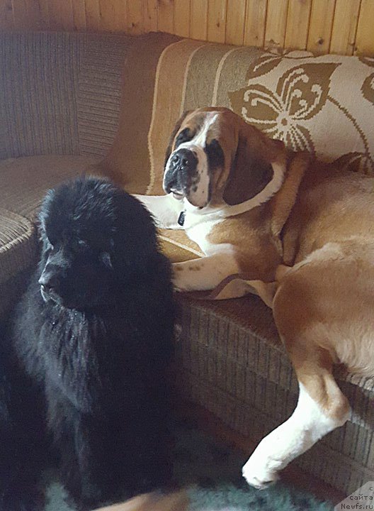 Фото: ньюфаундленд Вперед Зовущая с Берега Дона (Vpered Zovuschaya s Berega Dona)