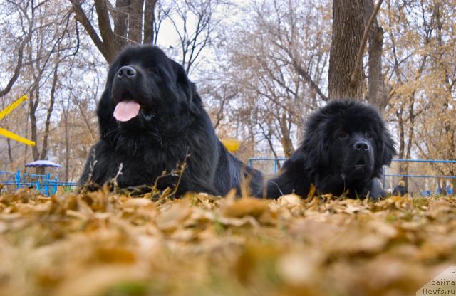 Фото: ньюфаундленд Юган с Тоянова Городка (Ygan s Toyanova Gorodka), ньюфаундленд Супер Премиум Вашингтон