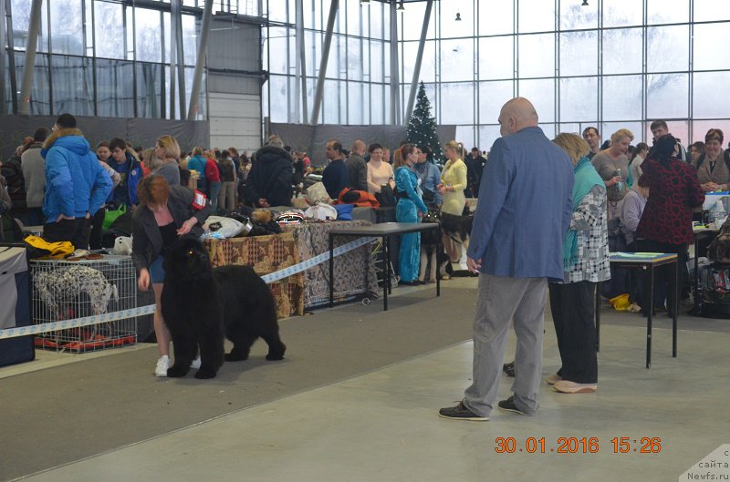 Фото: ньюфаундленд Маркиз Максимельен Де Марк (Markiz Maximilien de Mark)