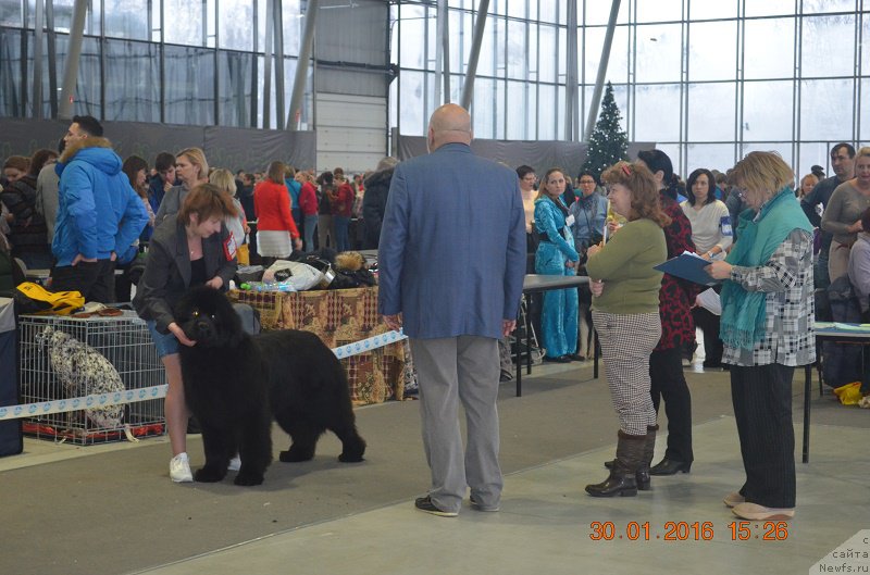 Фото: ньюфаундленд Маркиз Максимельен Де Марк (Markiz Maximilien de Mark)