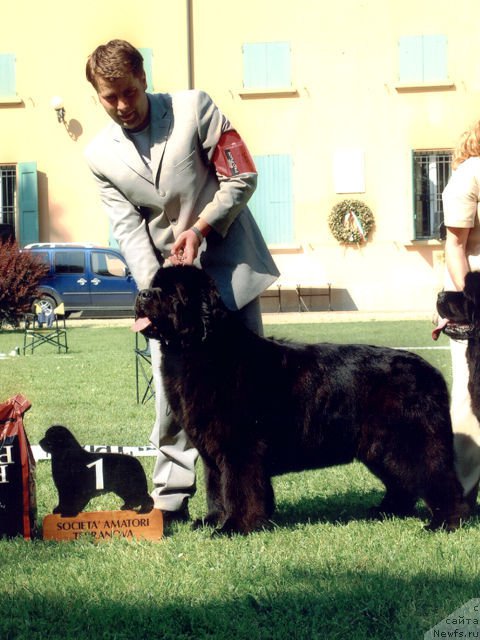 Фото: ньюфаундленд French Fries King of Helluland