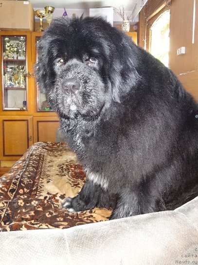 Фото: ньюфаундленд Ньюфорт Азет Абайя