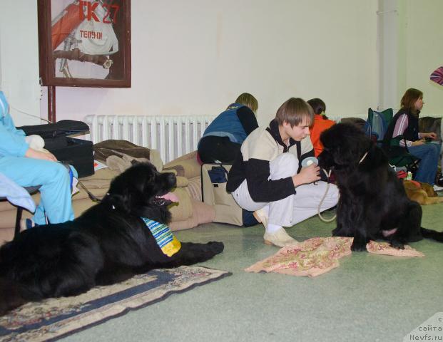 Фото: ньюфаундленд Юган с Тоянова Городка (Ygan s Toyanova Gorodka), Максим Канунников, ньюфаундленд Супер Премиум Вашингтон