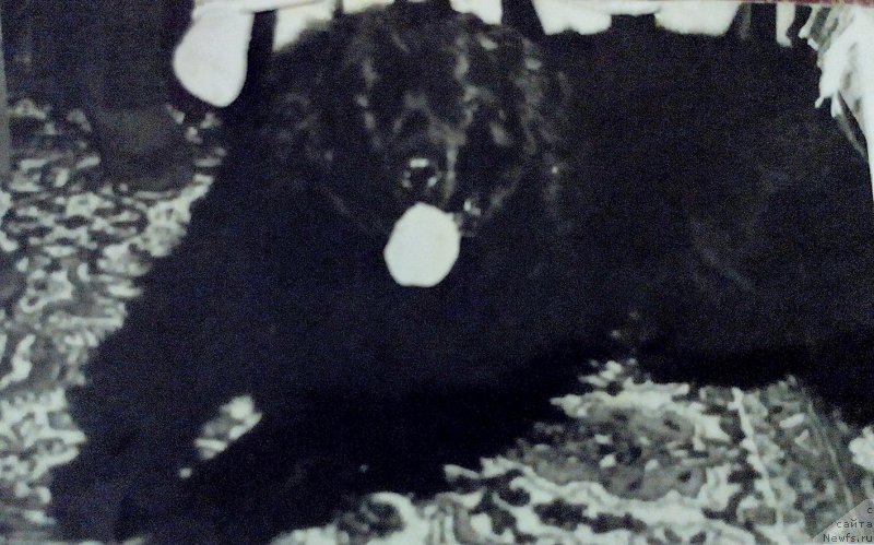 Фото: ньюфаундленд Алина