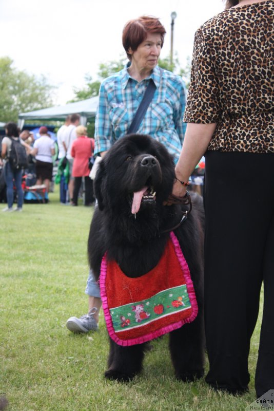 Фото: ньюфаундленд Матвей с Берега Дона (Matvey s Berega Dona)