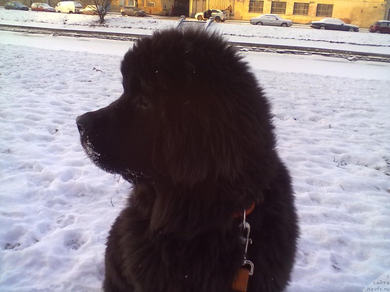 Фото: ньюфаундленд Белкондер-Клаб Белла Ренессанс (Belkonder-Club Bella Renaissance)