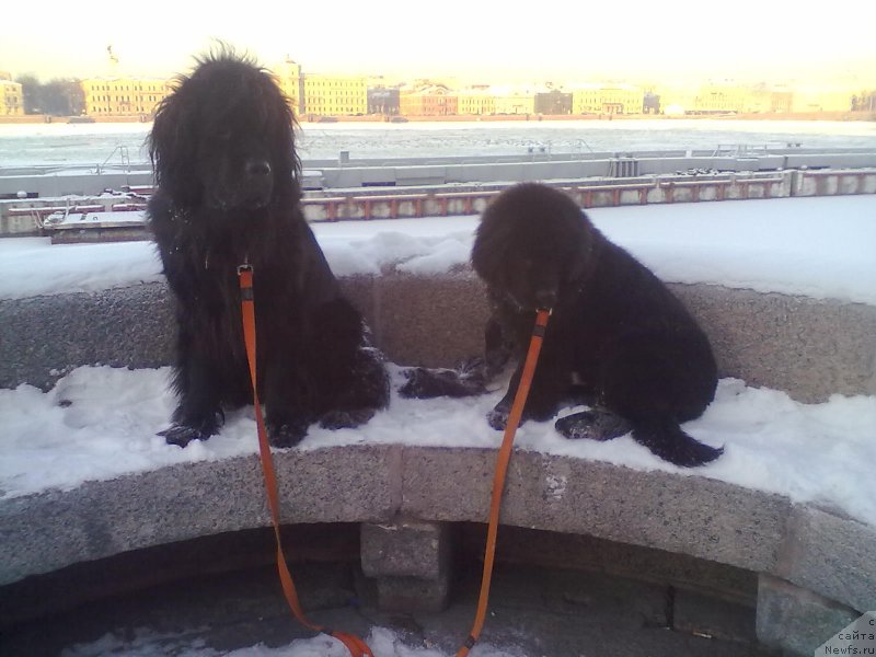 Фото: ньюфаундленд Циннамон БельФра Шармэль из Аркаима (Tsinnamon Bel' Fra Sharmel iz Arkaima), ньюфаундленд Белкондер-Клаб Белла Ренессанс (Belkonder-Club Bella Renaissance)
