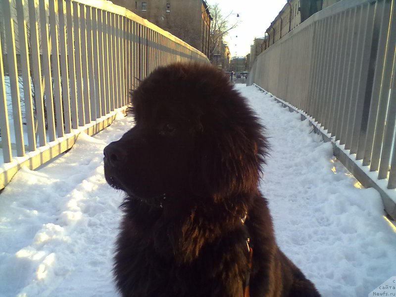 Фото: ньюфаундленд Белкондер-Клаб Белла Ренессанс (Belkonder-Club Bella Renaissance)