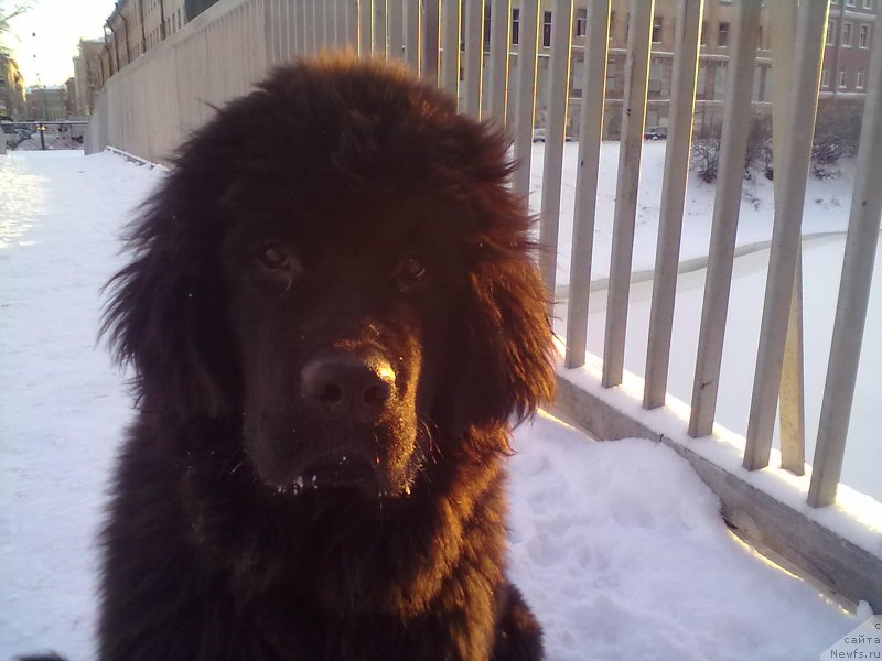 Фото: ньюфаундленд Белкондер-Клаб Белла Ренессанс (Belkonder-Club Bella Renaissance)