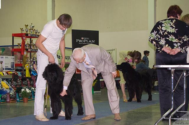 Фото: Максим Канунников, ньюфаундленд Супер Премиум Вашингтон, эксперт РКФ-FCI М.Ю.Пермяков