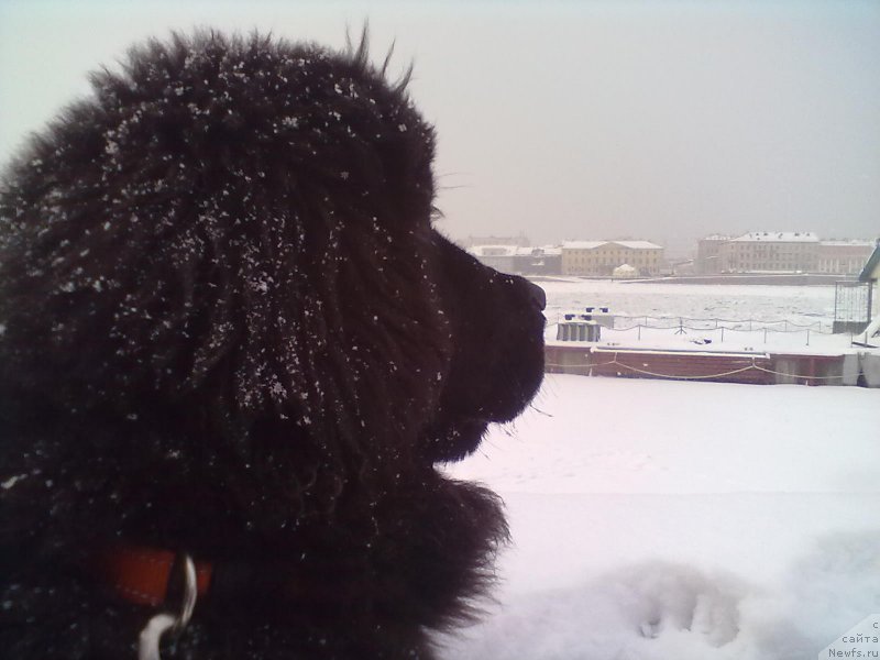 Фото: ньюфаундленд Белкондер-Клаб Белла Ренессанс (Belkonder-Club Bella Renaissance)