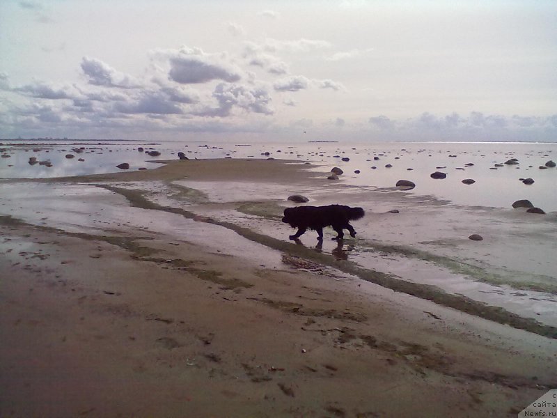 Фото: ньюфаундленд Циннамон БельФра Шармэль из Аркаима (Tsinnamon Bel' Fra Sharmel iz Arkaima)