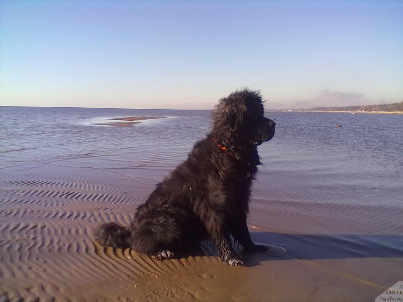 Фото: ньюфаундленд Циннамон БельФра Шармэль из Аркаима (Tsinnamon Bel' Fra Sharmel iz Arkaima)