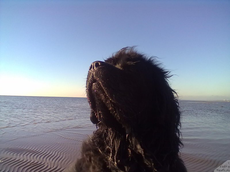 Фото: ньюфаундленд Циннамон БельФра Шармэль из Аркаима (Tsinnamon Bel' Fra Sharmel iz Arkaima)