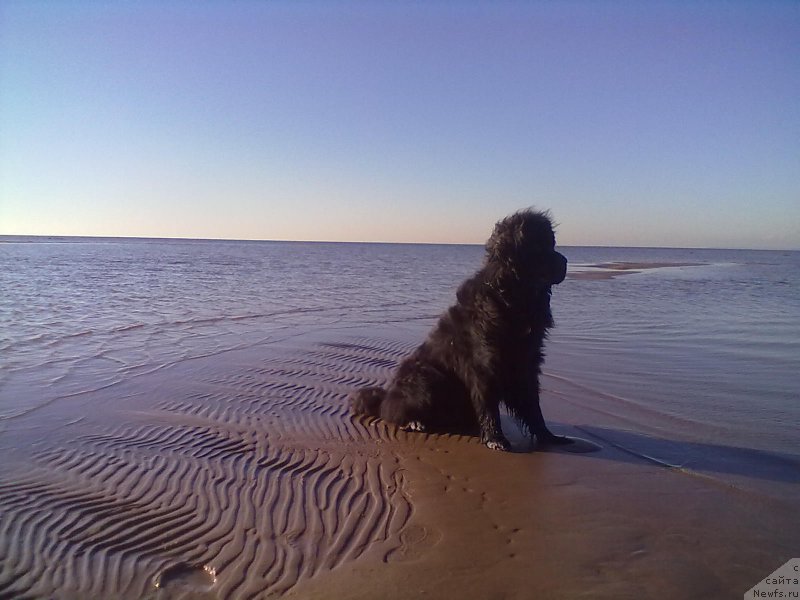 Фото: ньюфаундленд Циннамон БельФра Шармэль из Аркаима (Tsinnamon Bel' Fra Sharmel iz Arkaima)