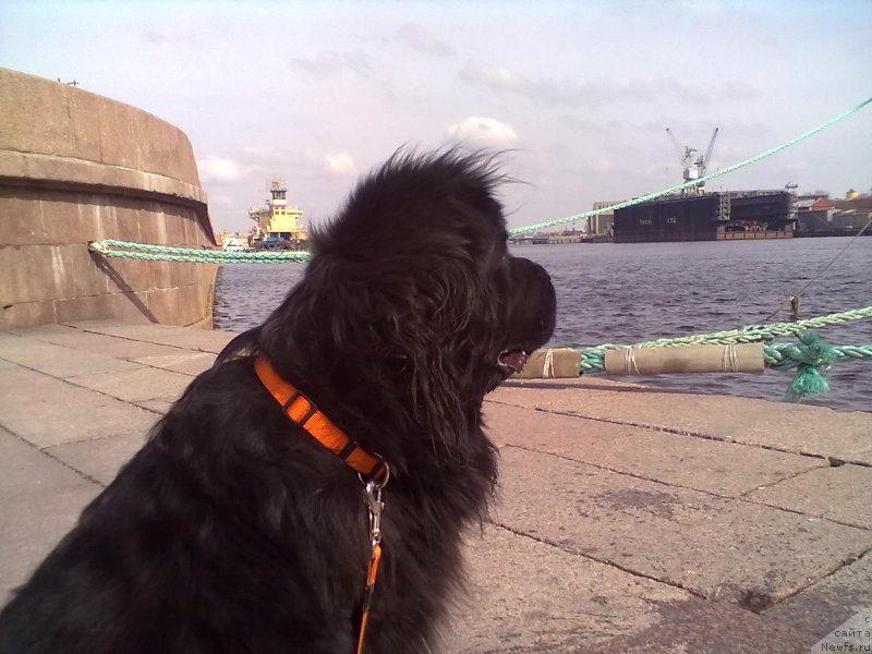 Фото: ньюфаундленд Циннамон БельФра Шармэль из Аркаима (Tsinnamon Bel' Fra Sharmel iz Arkaima)