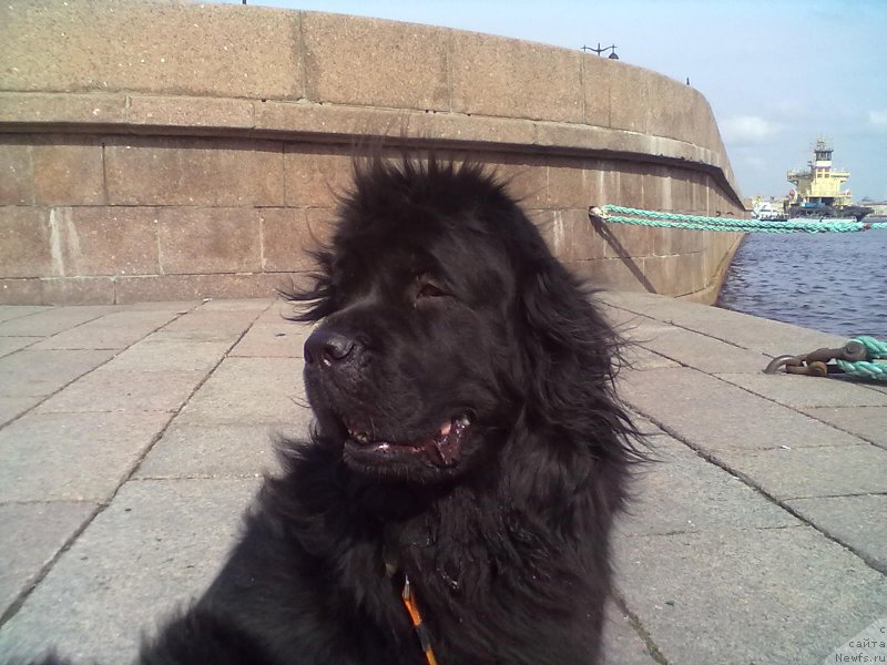 Фото: ньюфаундленд Циннамон БельФра Шармэль из Аркаима (Tsinnamon Bel' Fra Sharmel iz Arkaima)