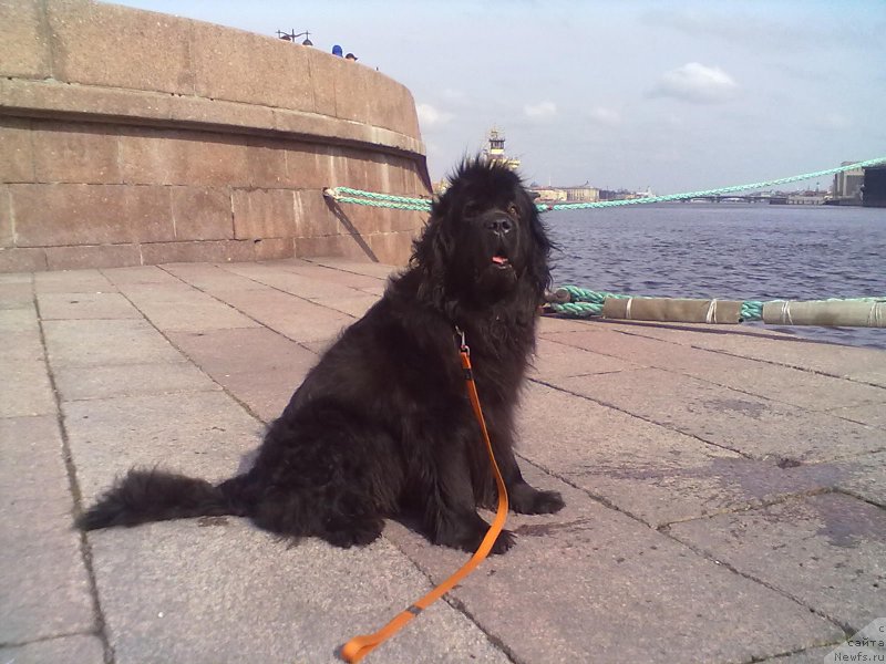 Фото: ньюфаундленд Циннамон БельФра Шармэль из Аркаима (Tsinnamon Bel' Fra Sharmel iz Arkaima)