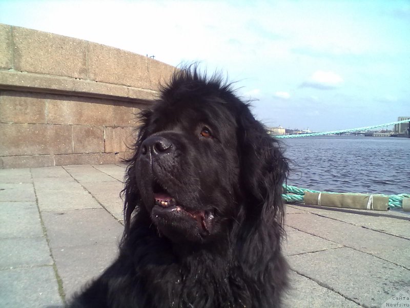 Фото: ньюфаундленд Циннамон БельФра Шармэль из Аркаима (Tsinnamon Bel' Fra Sharmel iz Arkaima)