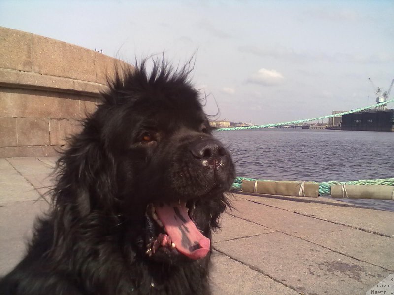 Фото: ньюфаундленд Циннамон БельФра Шармэль из Аркаима (Tsinnamon Bel' Fra Sharmel iz Arkaima)