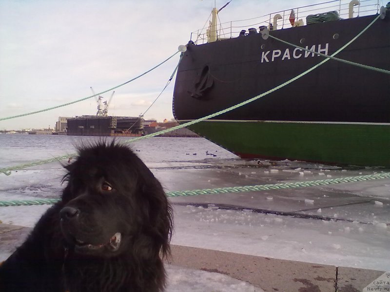 Фото: ньюфаундленд Циннамон БельФра Шармэль из Аркаима (Tsinnamon Bel' Fra Sharmel iz Arkaima)