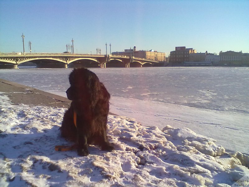 Фото: ньюфаундленд Циннамон БельФра Шармэль из Аркаима (Tsinnamon Bel' Fra Sharmel iz Arkaima)