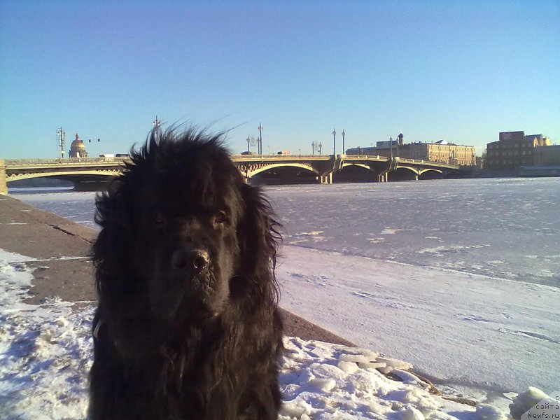 Фото: ньюфаундленд Циннамон БельФра Шармэль из Аркаима (Tsinnamon Bel' Fra Sharmel iz Arkaima)