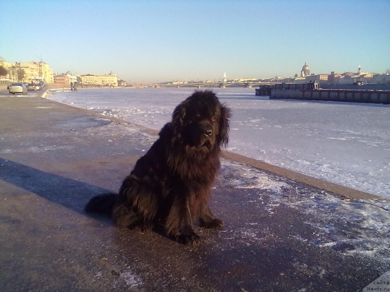 Фото: ньюфаундленд Циннамон БельФра Шармэль из Аркаима (Tsinnamon Bel' Fra Sharmel iz Arkaima)