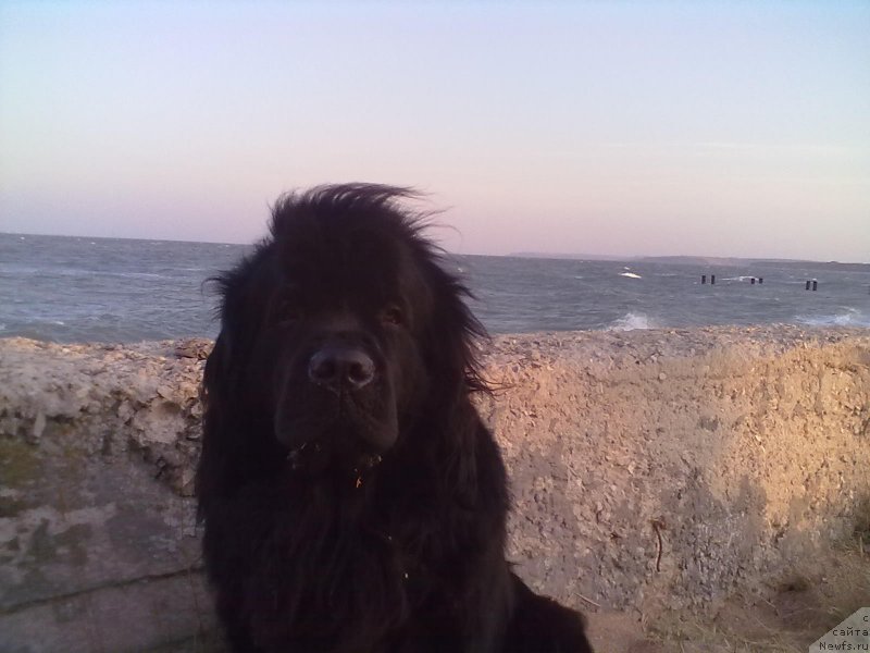 Фото: ньюфаундленд Циннамон БельФра Шармэль из Аркаима (Tsinnamon Bel' Fra Sharmel iz Arkaima)