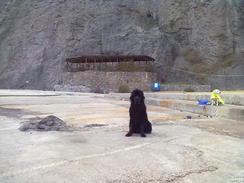 Фото: ньюфаундленд Циннамон БельФра Шармэль из Аркаима (Tsinnamon Bel' Fra Sharmel iz Arkaima)