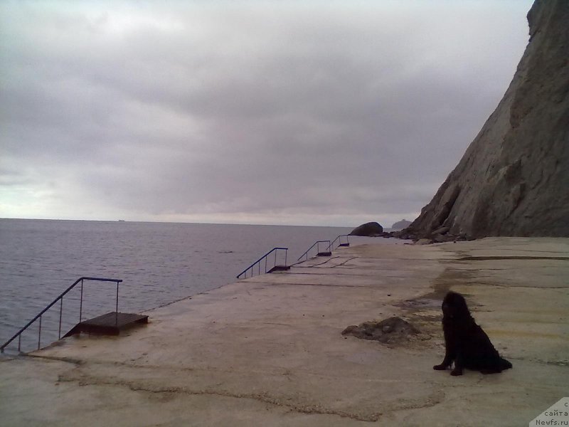 Фото: ньюфаундленд Циннамон БельФра Шармэль из Аркаима (Tsinnamon Bel' Fra Sharmel iz Arkaima)