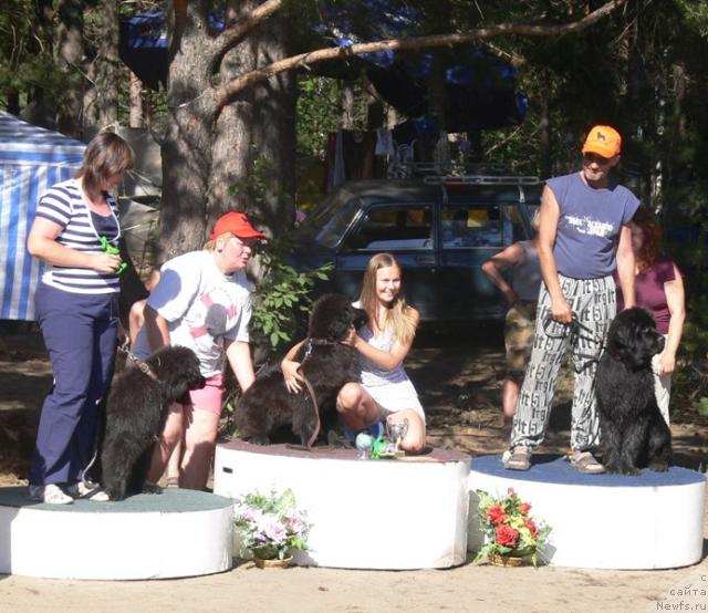 Фото: ньюфаундленд Амазонка Эми Чардишик, Анастасия Лоскутова, Ирина Назарова, ньюфаундленд Аделина Стенли Чара