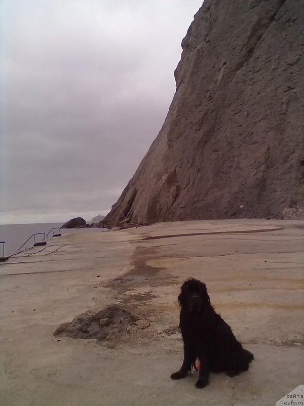 Фото: ньюфаундленд Циннамон БельФра Шармэль из Аркаима (Tsinnamon Bel' Fra Sharmel iz Arkaima)