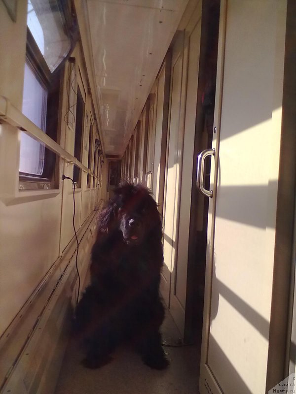 Фото: ньюфаундленд Циннамон БельФра Шармэль из Аркаима (Tsinnamon Bel' Fra Sharmel iz Arkaima)