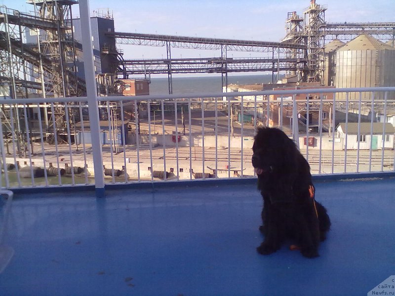 Фото: ньюфаундленд Циннамон БельФра Шармэль из Аркаима (Tsinnamon Bel' Fra Sharmel iz Arkaima)