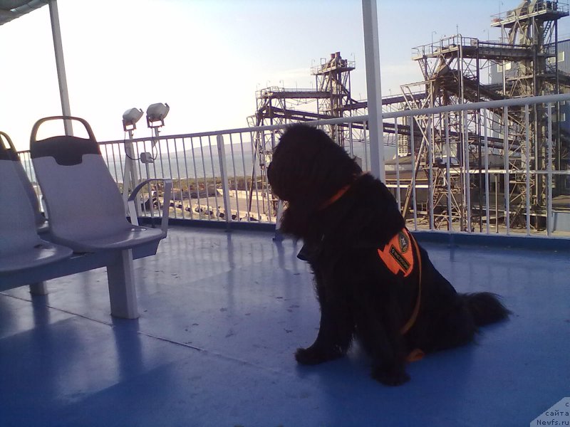 Фото: ньюфаундленд Циннамон БельФра Шармэль из Аркаима (Tsinnamon Bel' Fra Sharmel iz Arkaima)