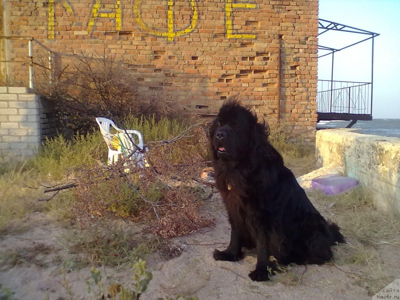 Фото: ньюфаундленд Циннамон БельФра Шармэль из Аркаима (Tsinnamon Bel' Fra Sharmel iz Arkaima)